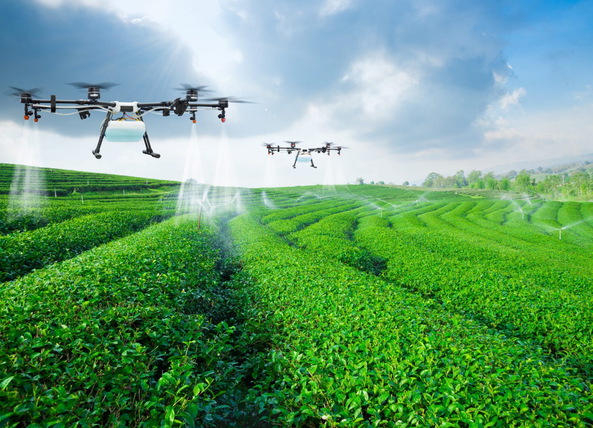 Agriculture drone fly to sprayed fertilizer on the green tea fie Agriculture drone fly to sprayed fertilizer on the green tea fields, Smart farm 4.0 concept